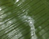 Gambar langkah 6 resipi Kuih Lepat Liat.
