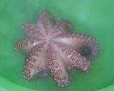 Foto del paso 9 de la receta 🐙 Pulpo "A Feira" 🐙