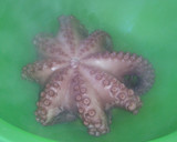 Foto del paso 9 de la receta: 🐙 Pulpo "A Feira" 🐙