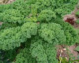 Foto del paso 1 de la receta: Rollitos de col kale