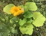 A picture of step 2 of California Farm Summer Squash Freezing.