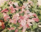 Foto del paso 5 de la receta: Tarta de brócoli y masa casera express! 🥦🌰🥓🧀