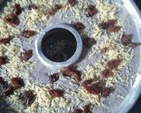 Foto langkah ke 5 dari resep Brownies Ketan Hitam.