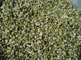 Sprouts chaat