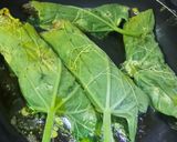 A picture of step 2 of Steamed Pabda Fish in Bottle Gourd Leaf (Lau Patai Pabda Paturi).
