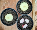 Foto langkah ke 5 dari resep Onion Ring.