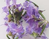 A picture of step 3 of Savoury Rosemary Flower Egg in a Hole.