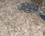 A picture of step 6 of Chicken bread.