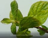 Foto langkah ke 1 dari resep Jus Timun Mint.