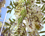 Foto del paso 1 de la receta: Ratones de flores de acaciablanca