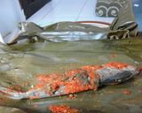 Foto langkah ke 5 dari resep Pepes ikan pedas.