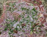 Foto del paso 2 de la receta: Matambre de carne