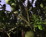 Hình bước làm 1 của món Mứt Vỏ Bưởi Ít Ngọt