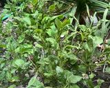 Foto langkah ke 1 dari resep Sayur bening bayam labu siam.