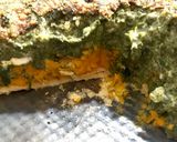 Foto del paso 5 de la receta: Tarta de zapallo y espinaca