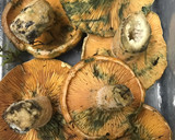 Foto del paso 1 de la receta: Revuelto de huevo y rovellons (níscalos)