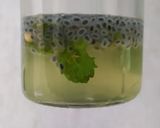 Foto langkah ke 3 dari resep Mojito Lemon Mint / Lemon Sparkling.