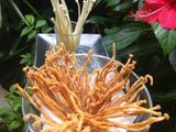Jamur enoki krispi
