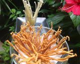Foto langkah ke 3 dari resep Jamur enoki krispi.