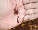 Foto del paso 6 de la receta: Arroz meloso de cerdo con vino tinto