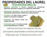 Foto del paso 4 de la receta: Infusión de laurel, menta y semilla de aguacate