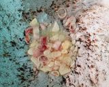 Foto langkah ke 2 dari resep Tahu susur/tahu brontak khas Jawa Tengah.