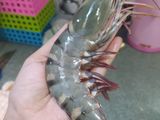 UDANG JUMBO & MENU SEHAT MLM TAHUN BARU