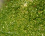 धनिया की चटनी(hare dhaniya ki chutney recipe in hindi) रेसिपी चरण 2 फोटो
