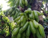 Foto langkah ke 7 dari resep Sayur Asem Blimbing Wuluh.