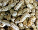 Foto langkah ke 1 dari resep 248. Kacang Godog (Metode 5-30-7).