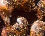 Foto del paso 3 de la receta: 🍗POLLO🍗 ADOBADO CON MIX DE ESPECIAS Y WORK DE VERDURAS🫑🌶🥕🧅🧄