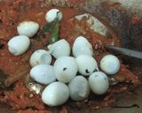 Foto langkah ke 4 dari resep Sambalado tanak.