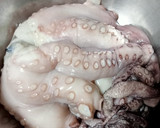 Foto del paso 1 de la receta: 🦑Pulpo a la plancha