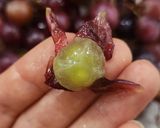 Foto del paso 1 de la receta: 🍇 Mermelada de uvas 🍇