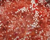 Foto langkah ke 1 dari resep Puding Merah Putih.