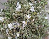 A picture of step 1 of Dramstick flowers ke pakode.