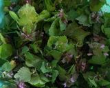 A picture of step 2 of Wild Mustard garlic leaf and red dead nettle & wild onion dolmas.