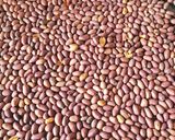 A picture of step 3 of Roasting Salted Peanut using Oven.