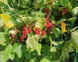 Apfel 🍎- Johannisbeeren - Salat Rezeptschritt 1 Foto