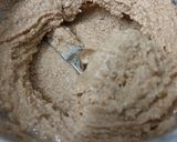 A picture of step 3 of White Sesame Tahini Spread.