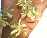 A picture of step 6 of Sarrafa Zogale dan karin lafiyar 'ya mace. (Gyara da kanki).
