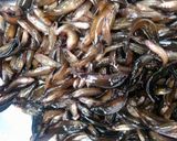 Hình bước làm 1 của món Cá lia thia kho khô