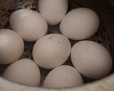 முட்டை கிரேவி ரெசிபி ஸ்டேப் 1 புகைப்படம்