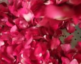 A picture of step 2 of 🌹 Rose Syrup, Gulkand, Rose Water and Dry Rose Petals 🌹(Using Mishri).
