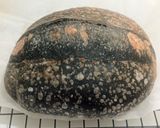 Foto langkah ke 20 dari resep Charcoal Ubi Ungu Sourdough Bread.