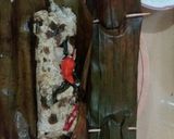 Foto langkah ke 4 dari resep Pepes Tahu Tanpa Telur.