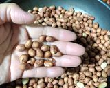 Hình bước làm 1 của món Đậu phộng sốt mắm đường