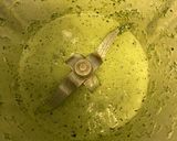Foto del paso 1 de la receta: Matapa (camarones con salsa de acelga y coco)