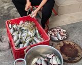 Hình bước làm 1 của món Cá nục sốt cà
