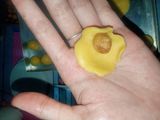 Nastar isi nanas